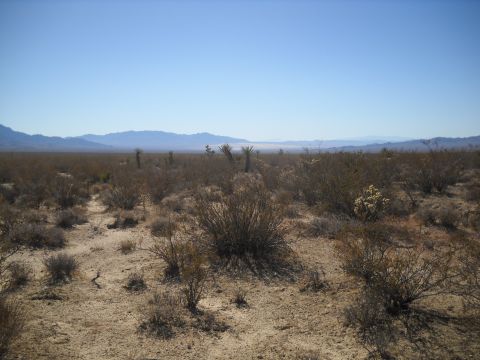 1986 Ford Bronco II - A wide view of a desert scene with sparse vegetation and mountains on the horizon.