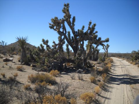 1986 Ford Bronco II - A dirt road winds through a desert landscape dotted with Joshua trees under a clear blue sky.