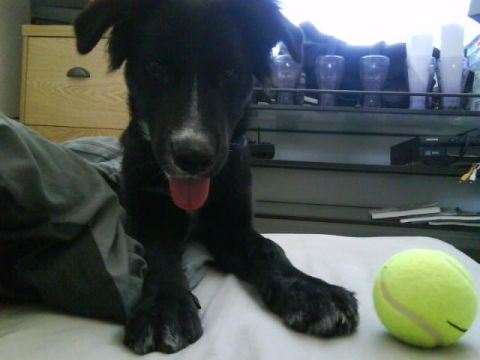 1990 Ford Bronco - A black puppy sits on a bed with a tennis ball, looking at the camera with its tongue out.
