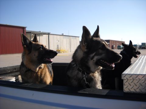 1978 Ford Bronco - Three German Shepherds sit attentively in the bed of a pickup truck, looking out at their surroundings.