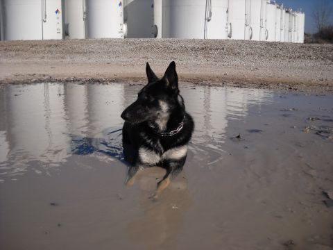 1978 Ford Bronco - Dog enjoys a muddy puddle in front of large storage tanks.