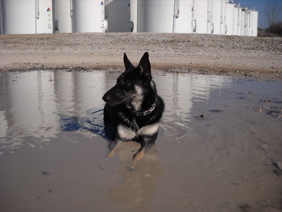 German Shepherd dog sitting in a muddy puddle with large white industrial tanks in the background