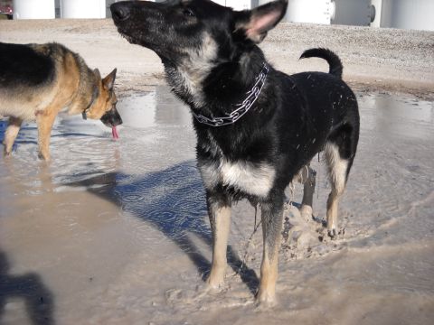 1978 Ford Bronco - Two dogs are playing in a muddy puddle on a sunny day.