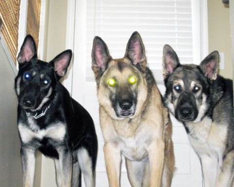 1978 Ford Bronco - Three German Shepherd dogs with glowing eyes are captured in a close-up indoor photograph.