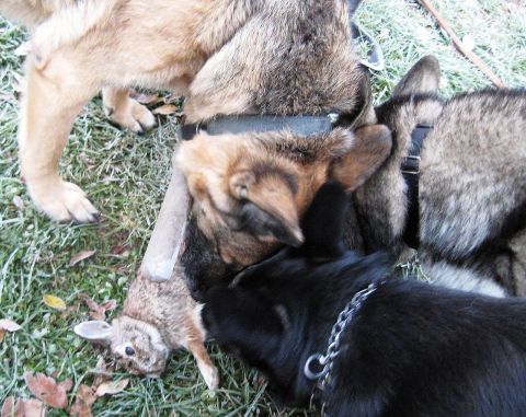 1978 Ford Bronco - Dogs are gathered around a rabbit carcass on a frosty lawn.