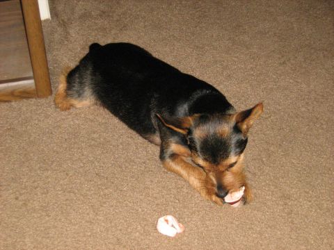 1988 Mercury Grand Marquis - A dog chews on a bone while lying on a carpeted floor.