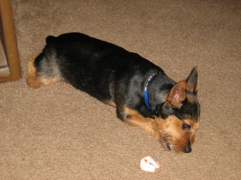 1988 Mercury Grand Marquis - A dog rests on a carpeted floor, with a small white object nearby and a Supermotors watermark in the corner.