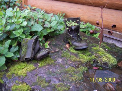 1989 Ford Bronco - Old boots repurposed as planters with greenery and moss on rocks, dated 11/08/2009.