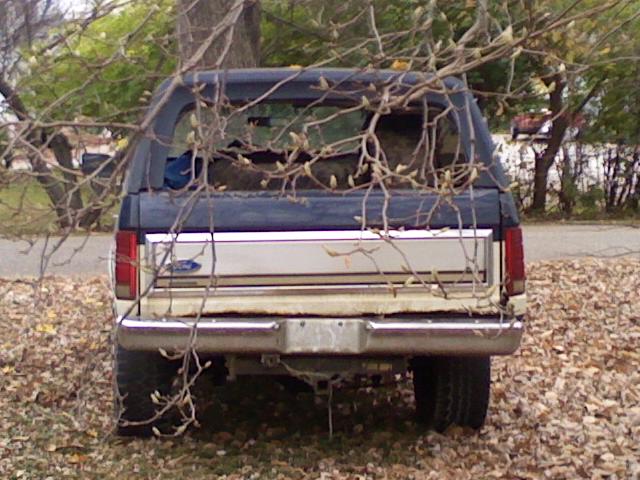Rear of 1986 Ford Bronco with broken rear window, partially obscured by branches