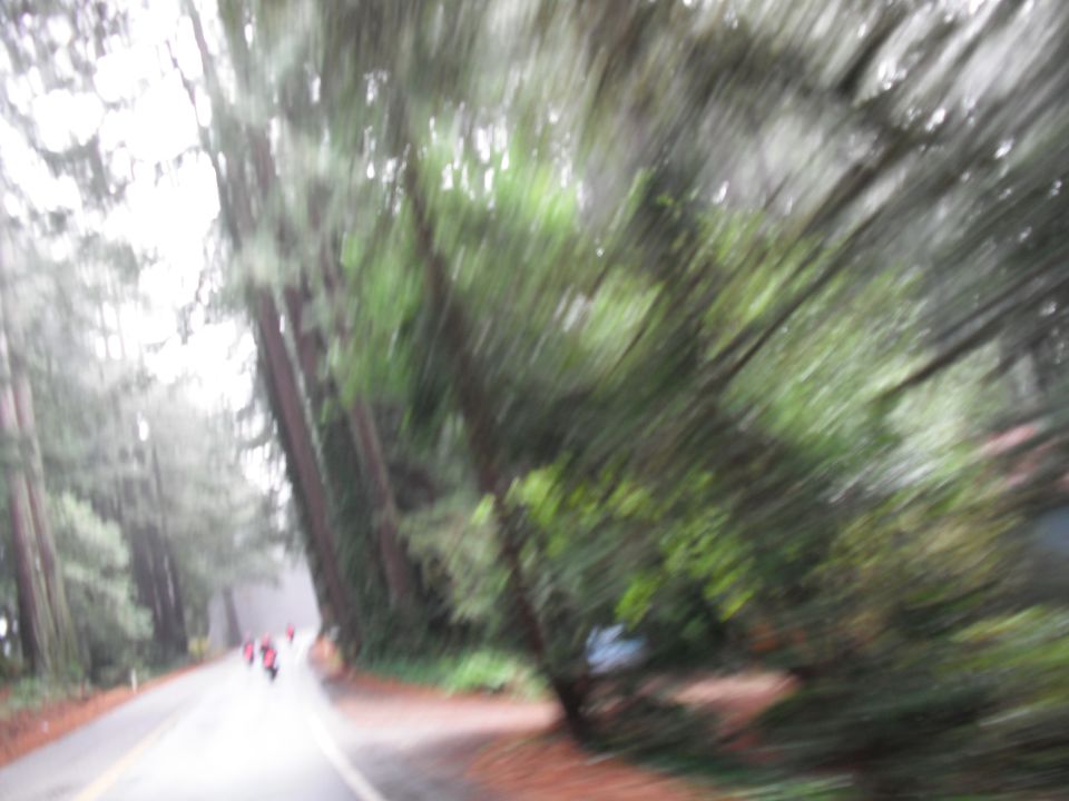 Motion blurred road through a forest with trees lining the sides