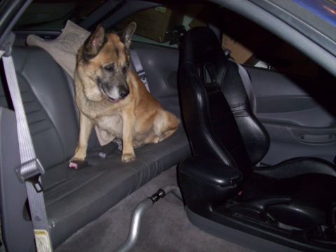 1995 Ford Probe - A dog sits in the back seat of a car, with a prominent black leather interior visible.