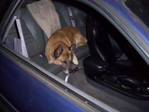 1995 Ford Probe - Dog resting on the back seat of a blue vehicle.