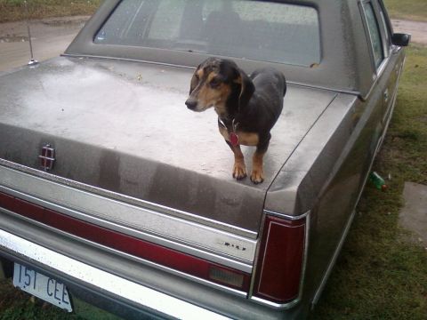 2000 Mercury Grand Marquis - A dachshund stands on the trunk of a brown sedan, which appears to be from the 1980s.
