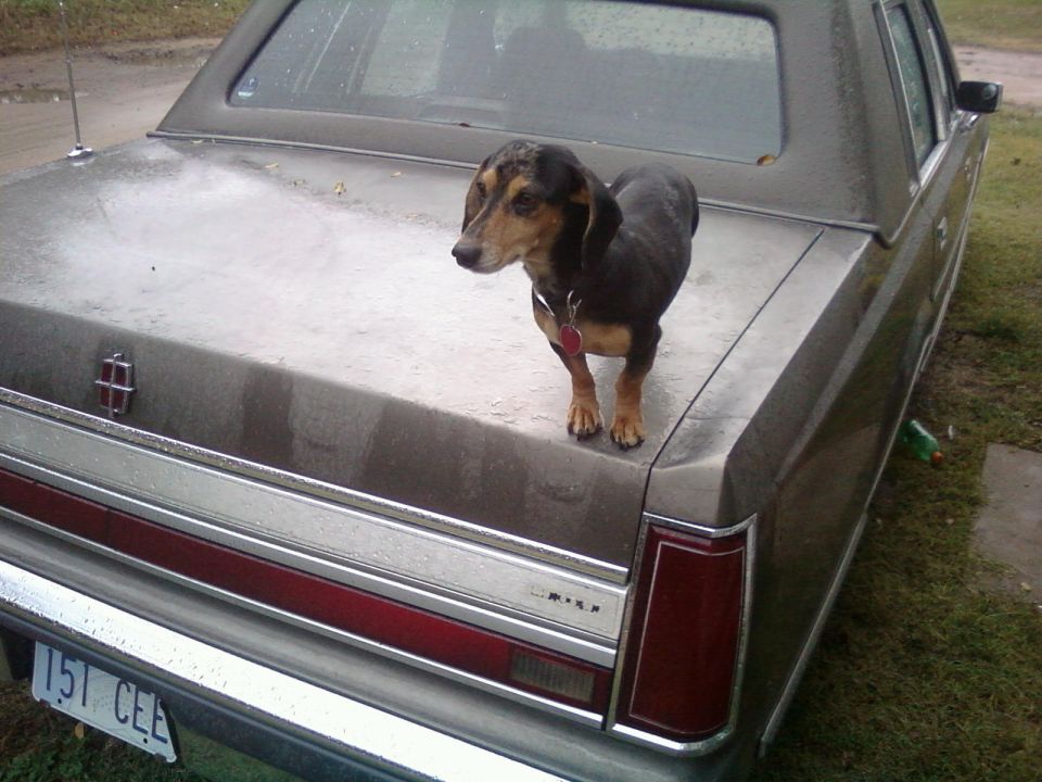 Brown sedan's trunk with a dachshund standing on it. License plate reads 151 CEE