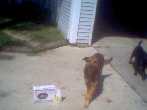 1997 Ford Taurus - Here's my dog, Jimmy, supportin me all the way on this install.