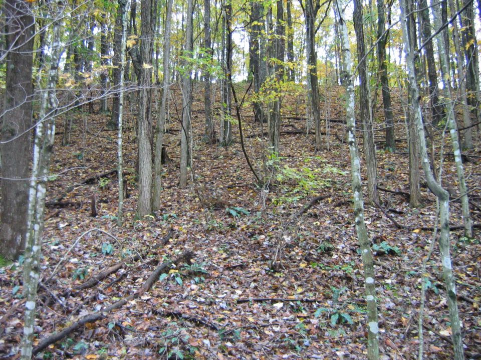 Wooded hillside covered in fallen leaves, with a watermark for SuperMotors.net at the bottom right
