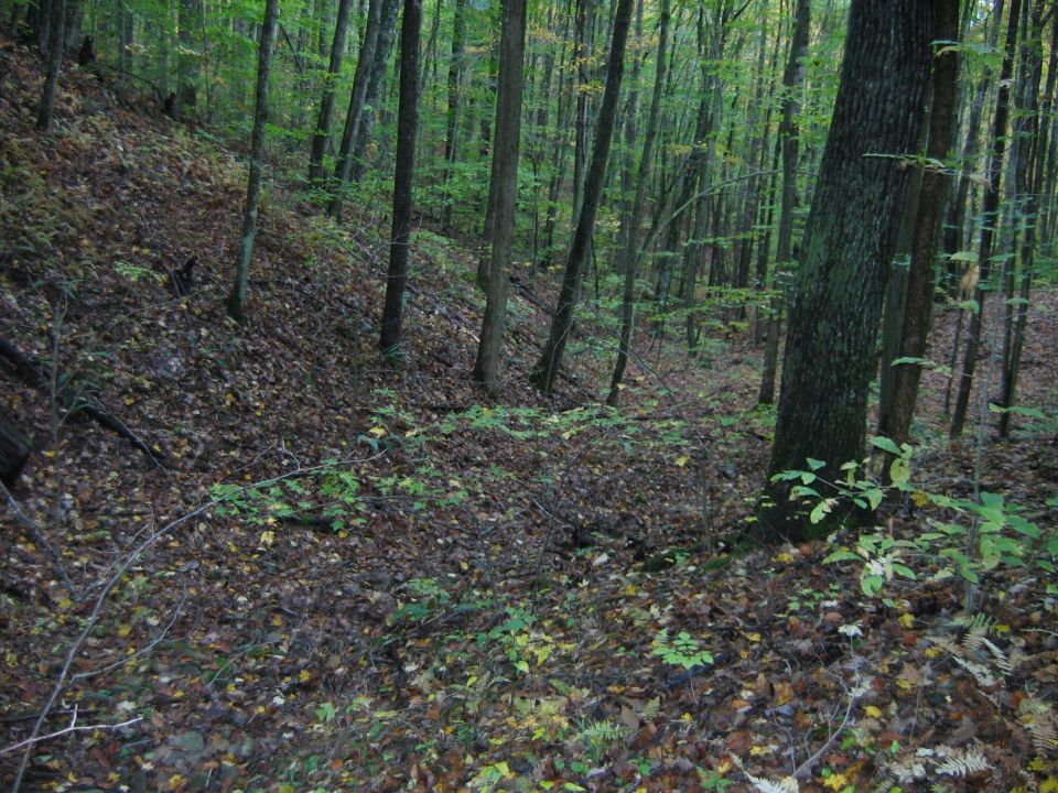 Wooded area with fallen leaves on the ground and trees