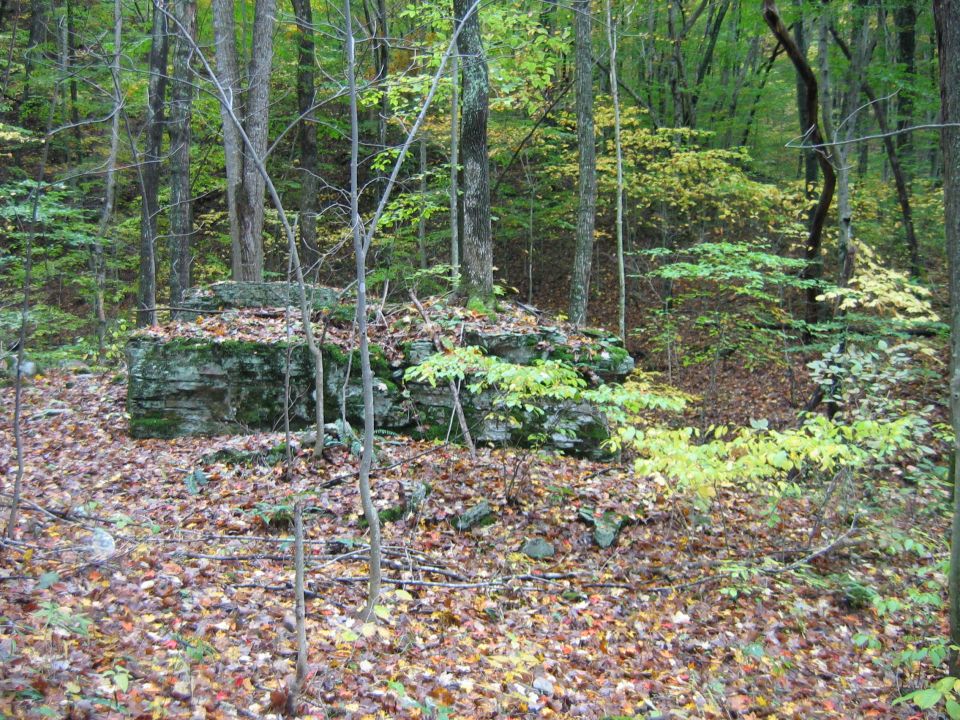 Forest floor covered in fallen leaves with large moss-covered rocks