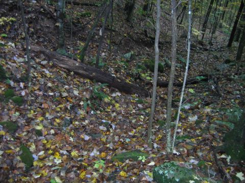 1992 Ford Bronco - A wooded hillside scene with a fallen log and autumn leaves on the ground. Watermark present.