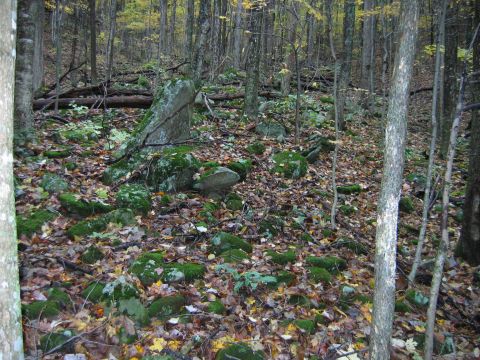 1992 Ford Bronco - A wooded area with rocks and fallen leaves on the ground, suggesting an outdoor, natural setting.