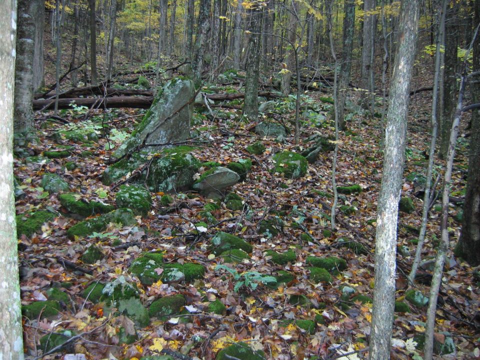 forest floor covered in mossy rocks and fallen leaves, with trees in the background