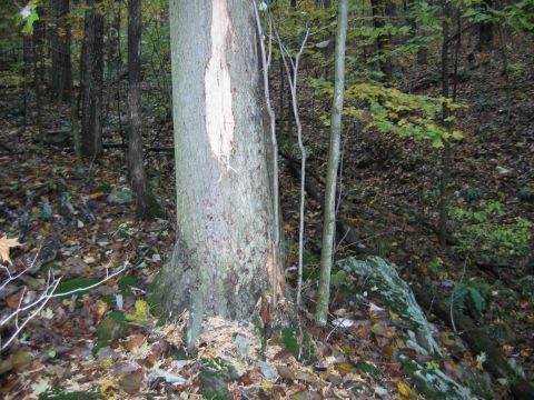 1992 Ford Bronco - A forest scene shows a large tree with a significant portion of its bark missing, surrounded by fallen leaves and rocks.