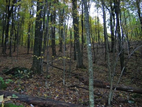 1992 Ford Bronco - A wooded area with fallen trees and leaves on the ground, suggesting an autumn setting.
