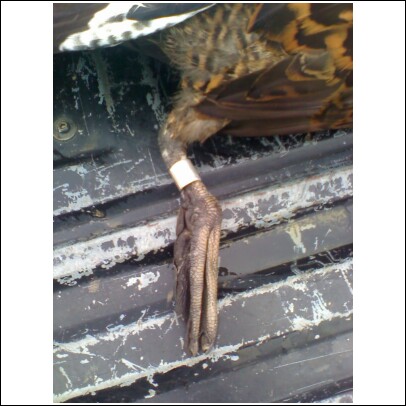 1989 Ford F-150 - A close-up view shows a bird's leg, banded with a white ring, positioned on a dark, textured surface.