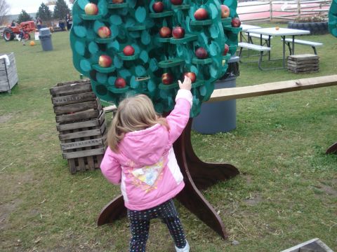 2000 Ford Crown Victoria - A young girl in a pink jacket reaches for an apple on a festive tree display, likely at a fall festival or farm event.
