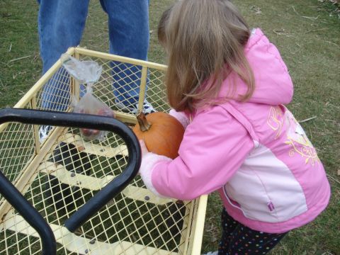 2000 Ford Crown Victoria - A child helps load a pumpkin into a wagon, with apples already inside.