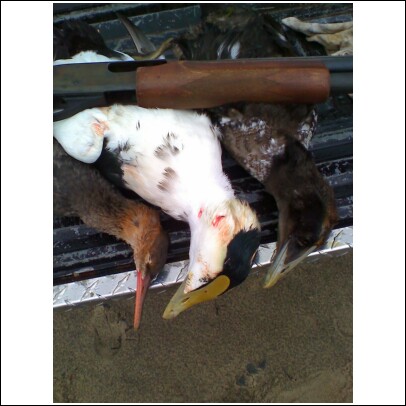 1989 Ford F-150 - A collection of dead ducks and a shotgun are visible in the bed of a truck, suggesting a recent hunting trip.