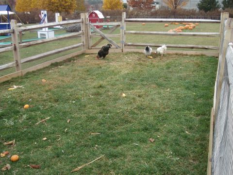 2000 Ford Crown Victoria - A farm scene with chickens and pumpkins, likely during autumn.