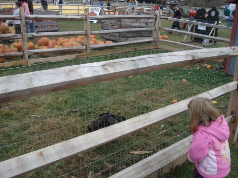 2000 Ford Crown Victoria - A child observes a chicken at a pumpkin patch during autumn.