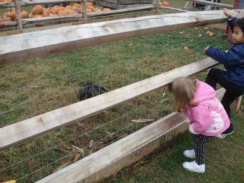 2000 Ford Crown Victoria - Two children peer into a pen at a chicken, with pumpkins visible in the background at a fall festival.