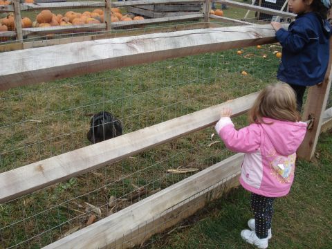 2000 Ford Crown Victoria - Children observe a chicken at a farm stand with pumpkins in the background.