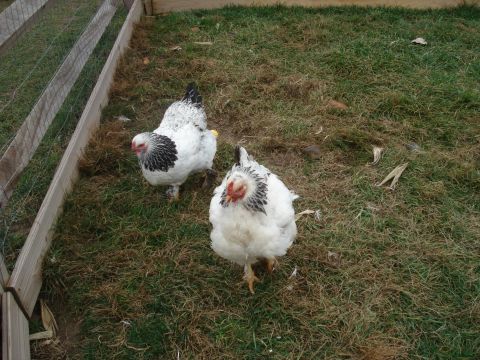 2000 Ford Crown Victoria - Two chickens are standing in a grassy enclosure with a wooden fence.