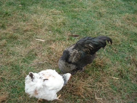 2000 Ford Crown Victoria - Two chickens forage for food in a dry, grassy field.