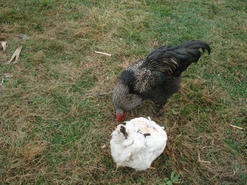 2000 Ford Crown Victoria - A black rooster is shown pecking at a white chicken carcass in a grassy area.