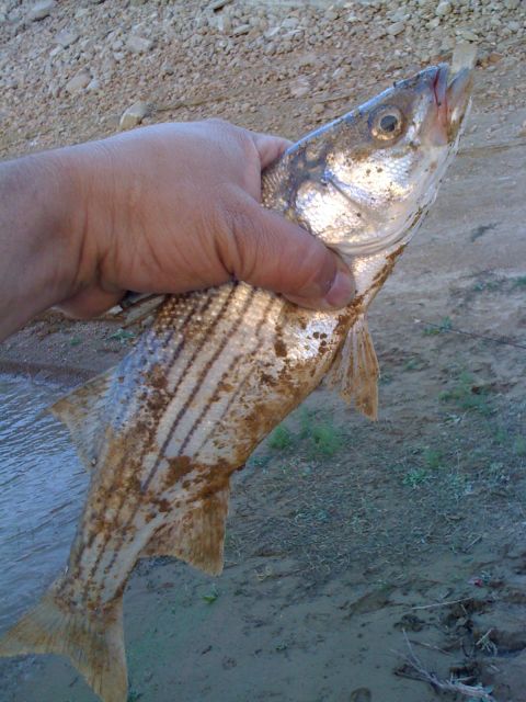 1968 Ford Mustang - Caught a striped fish near the water's edge.