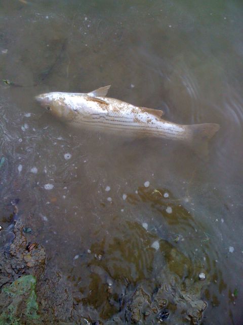 1968 Ford Mustang - A dead fish floats belly-up in murky water, surrounded by sediment and bubbles.