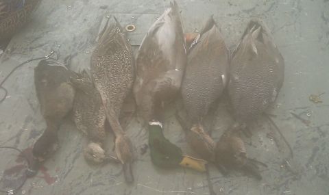 2006 Ford F-250 - A collection of five dead ducks, including one mallard, are displayed on a textured surface.