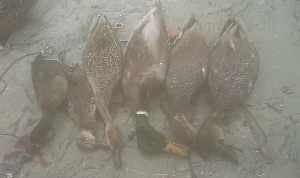 Five dead ducks laid out on a flat surface, one with a green head