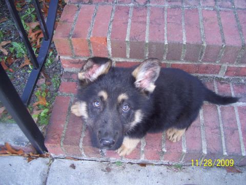 1978 Ford Bronco - A young German Shepherd puppy sits on brick steps, looking up at the camera.