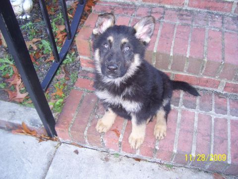 1978 Ford Bronco - Puppy sits on brick steps, date stamp shows 11/28/2009.