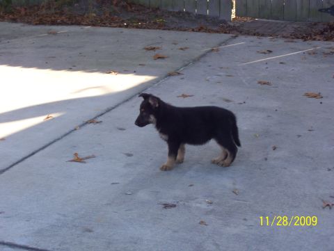 1978 Ford Bronco - A young German Shepherd puppy stands on a concrete surface, with fallen leaves scattered around.