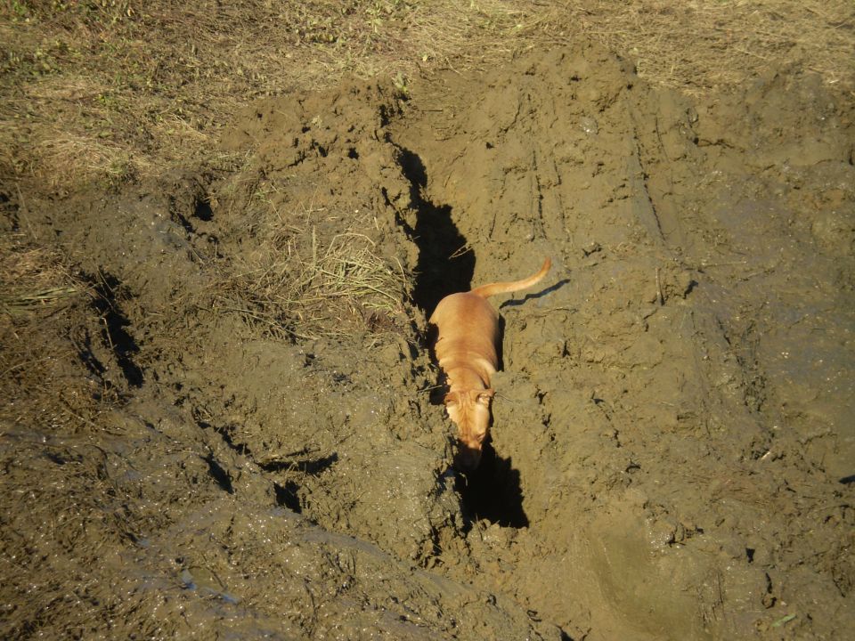 dog walking in a muddy ditch