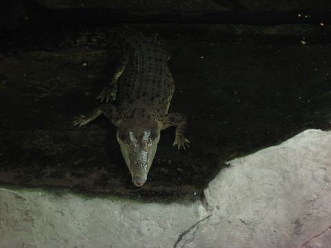 2008 Ford F-250 - An alligator is partially submerged in dark water, with its head and front legs visible near a concrete edge.