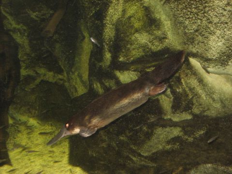 2008 Ford F-250 - A platypus navigates an aquatic environment, surrounded by small fish and textured rock formations.