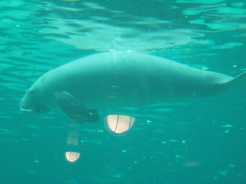 2008 Ford F-250 - A manatee glides through the water, illuminated by submerged lights.