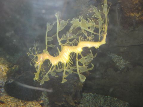 2008 Ford F-250 - A leafy sea dragon, a marine fish, is pictured in its aquatic habitat.
